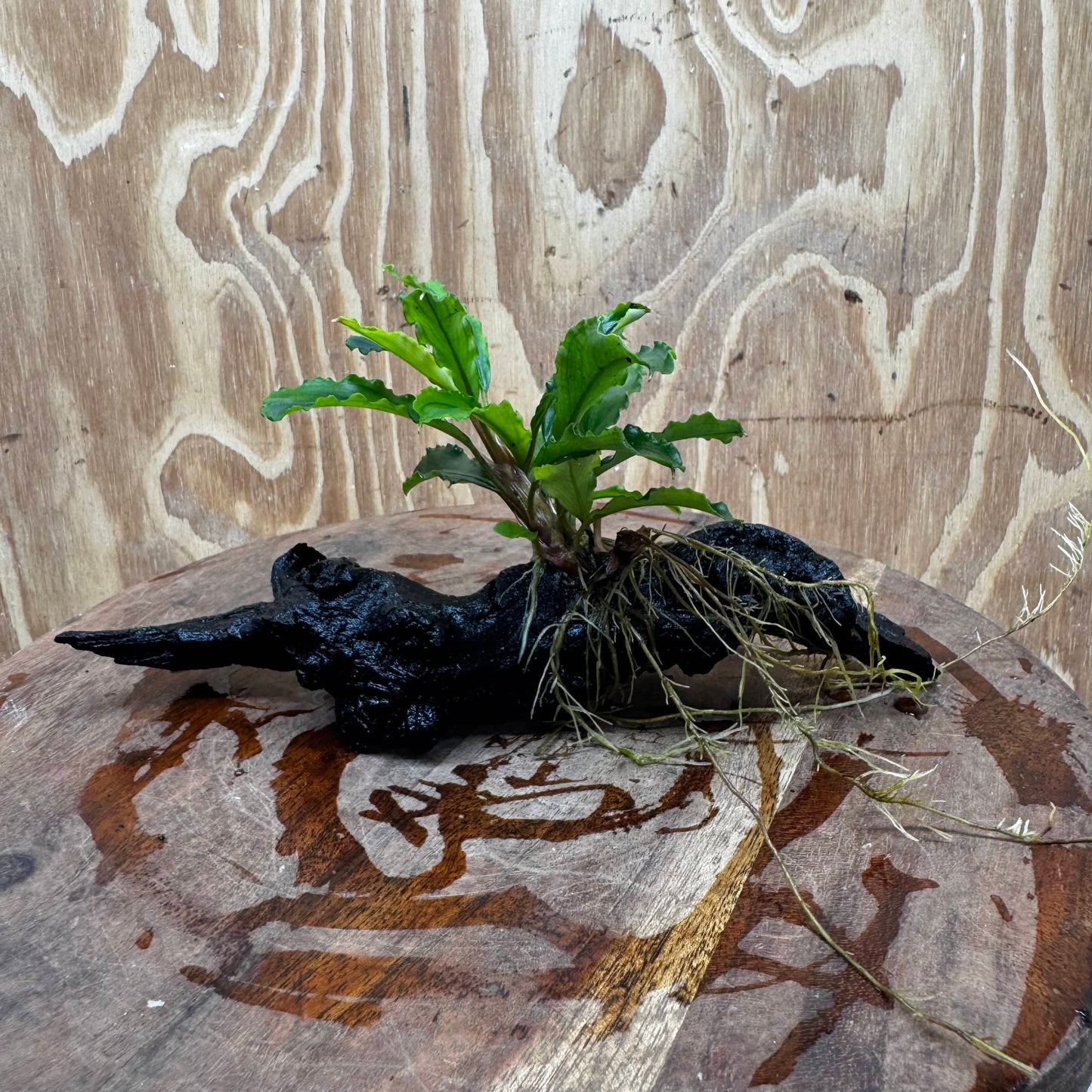 Scapeshop.com.au One Only Bucephalandra on Medium Driftwood - ONE ONLY - Joyfull Bucephalandra on Medium Driftwood - ONE ONLY - Scapeshop Australia