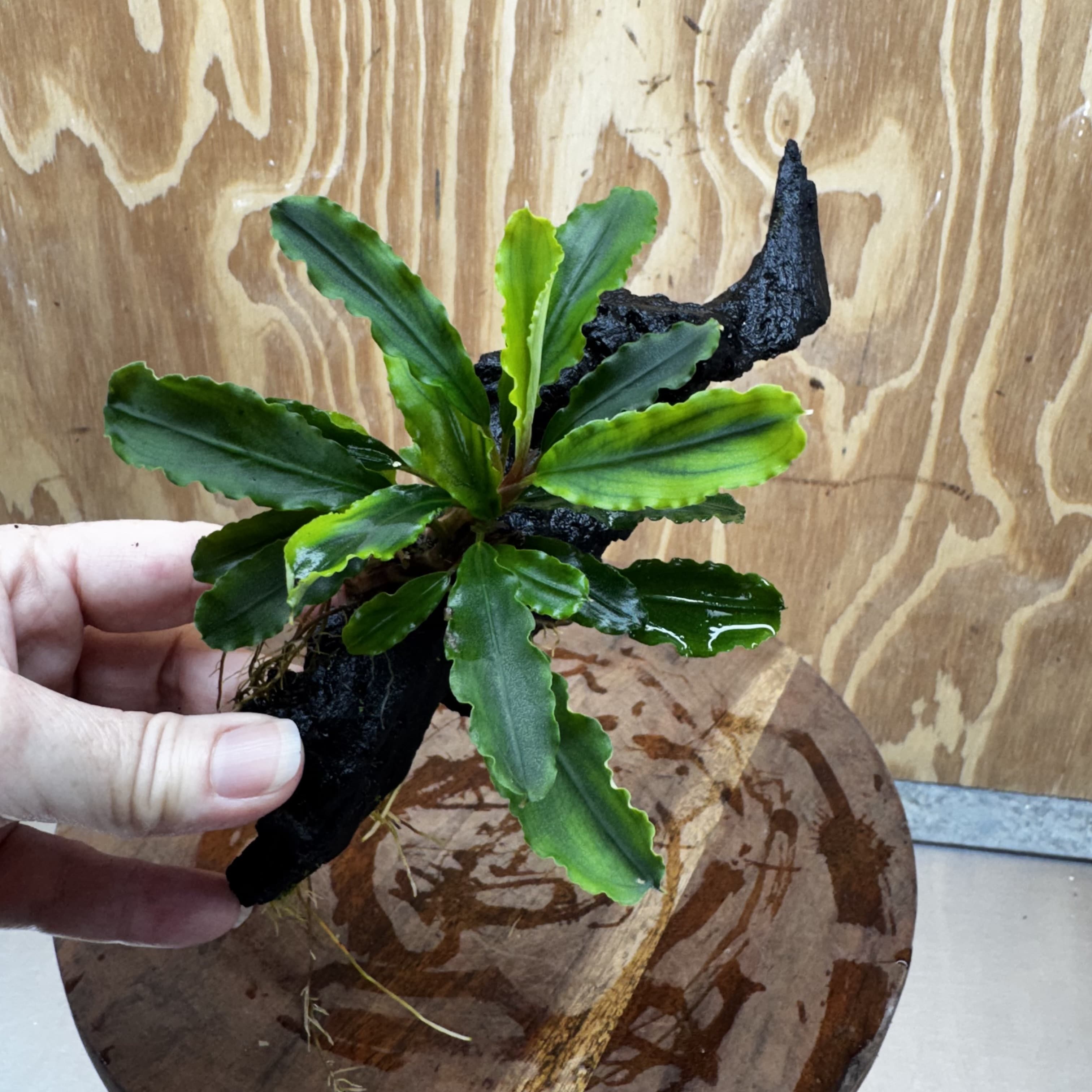 Scapeshop.com.au One Only Bucephalandra on Medium Driftwood - ONE ONLY - Joyfull Bucephalandra on Medium Driftwood - ONE ONLY - Scapeshop Australia