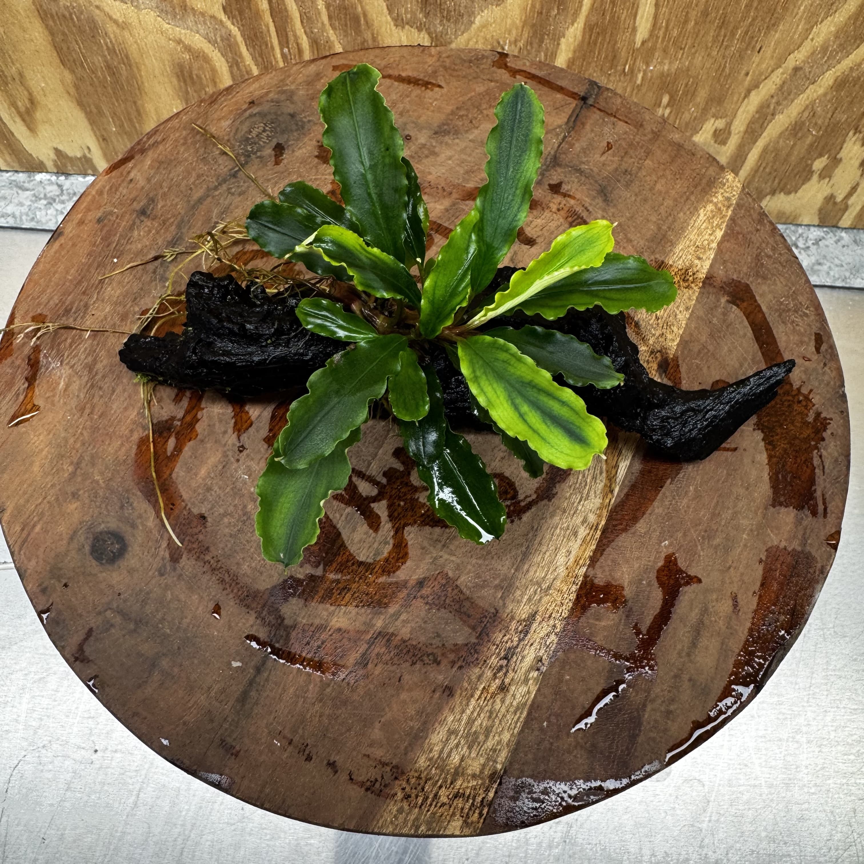 Scapeshop.com.au One Only Bucephalandra on Medium Driftwood - ONE ONLY - Joyfull Bucephalandra on Medium Driftwood - ONE ONLY - Scapeshop Australia