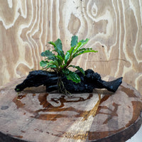 Scapeshop.com.au One Only Bucephalandra on Medium Driftwood - ONE ONLY - Joyfull Bucephalandra on Medium Driftwood - ONE ONLY - Scapeshop Australia