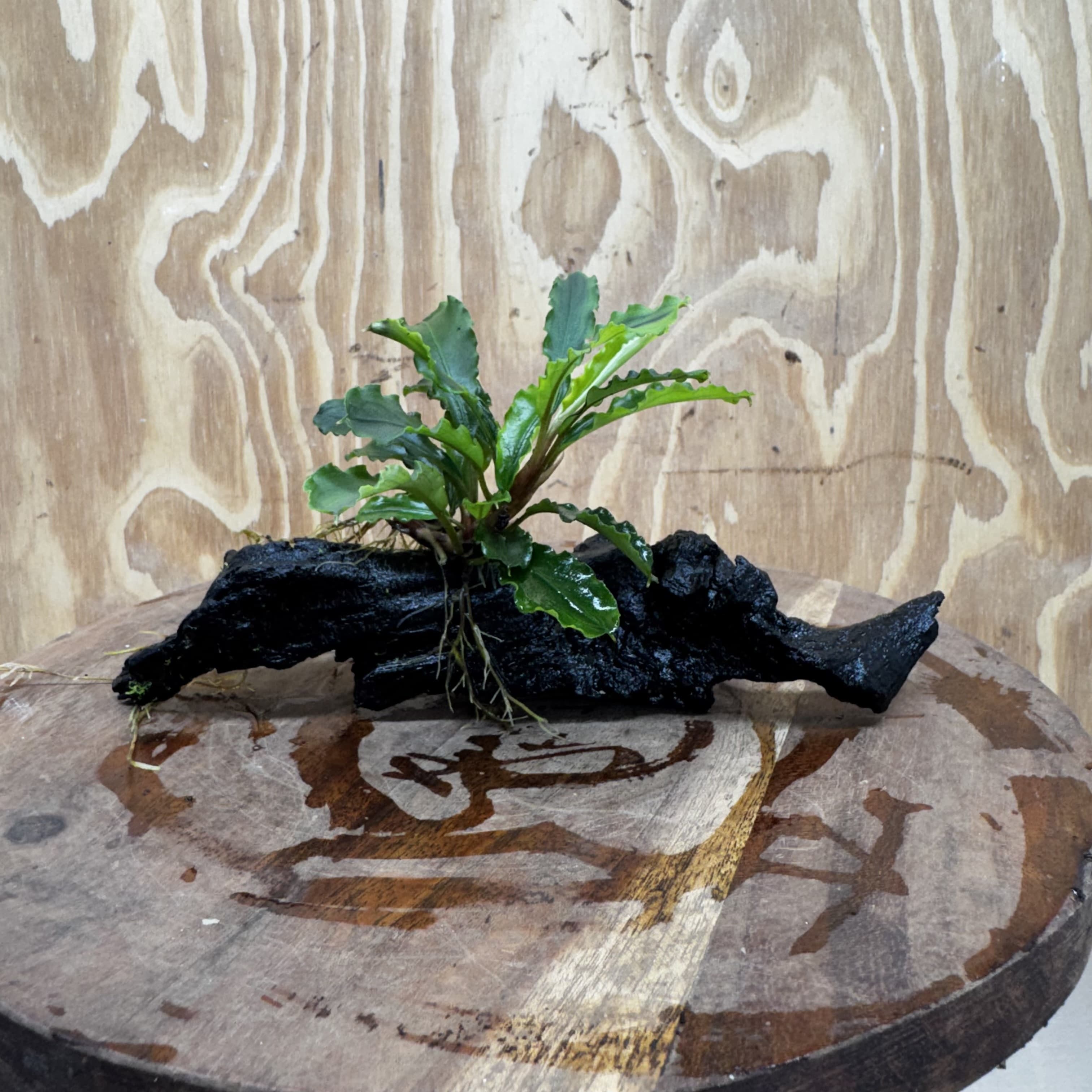 Scapeshop.com.au One Only Bucephalandra on Medium Driftwood - ONE ONLY - Joyfull Bucephalandra on Medium Driftwood - ONE ONLY - Scapeshop Australia