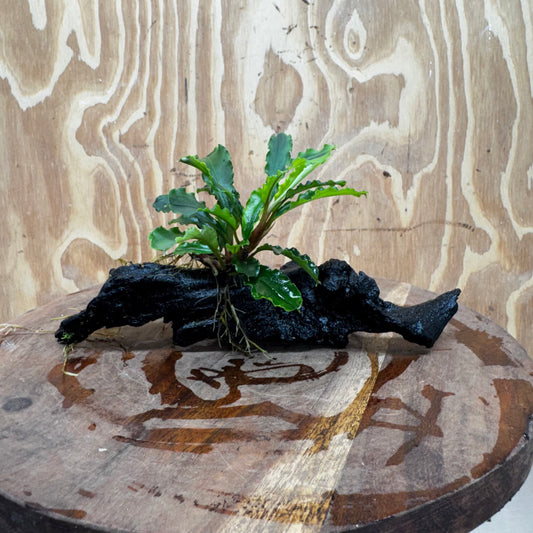 Scapeshop.com.au One Only Bucephalandra on Medium Driftwood - ONE ONLY - Joyfull Bucephalandra on Medium Driftwood - ONE ONLY - Scapeshop Australia