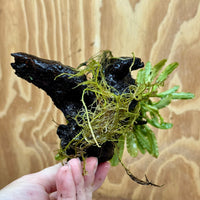 Scapeshop.com.au One Only Bucephalandra on Medium Driftwood - ONE ONLY - Jungle Buy Bucephalandra on Medium Driftwood - ONE ONLY - Scapeshop Australia