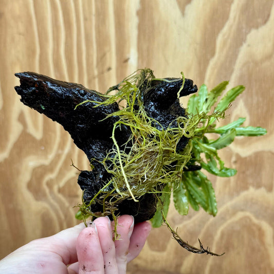 Scapeshop.com.au One Only Bucephalandra on Medium Driftwood - ONE ONLY - Jungle Buy Bucephalandra on Medium Driftwood - ONE ONLY - Scapeshop Australia