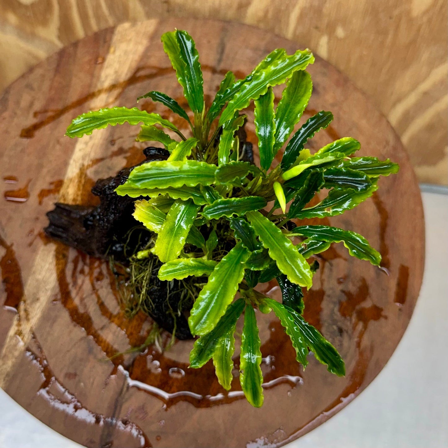 Scapeshop.com.au One Only Bucephalandra on Medium Driftwood - ONE ONLY - Jungle Buy Bucephalandra on Medium Driftwood - ONE ONLY - Scapeshop Australia