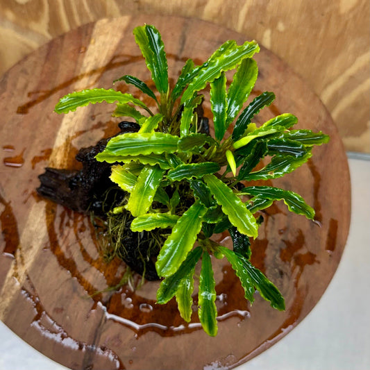 Scapeshop.com.au One Only Bucephalandra on Medium Driftwood - ONE ONLY - Jungle Buy Bucephalandra on Medium Driftwood - ONE ONLY - Scapeshop Australia