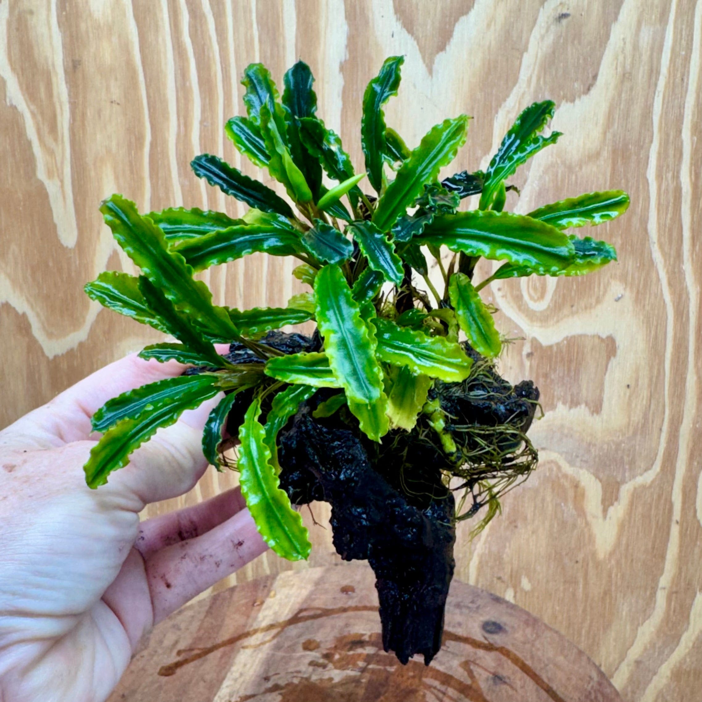 Scapeshop.com.au One Only Bucephalandra on Medium Driftwood - ONE ONLY - Jungle Buy Bucephalandra on Medium Driftwood - ONE ONLY - Scapeshop Australia