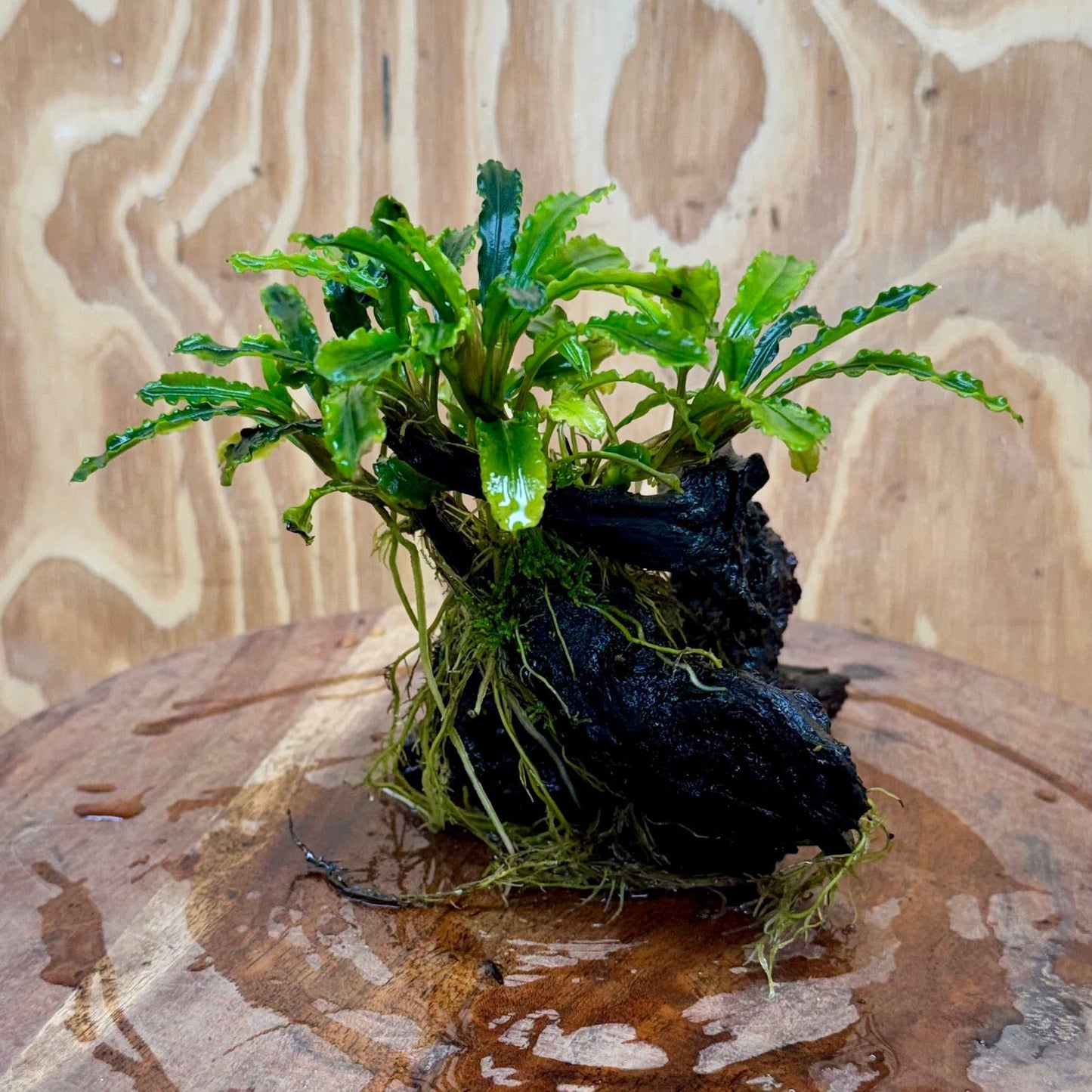 Scapeshop.com.au One Only Bucephalandra on Medium Driftwood - ONE ONLY - Jungle Buy Bucephalandra on Medium Driftwood - ONE ONLY - Scapeshop Australia
