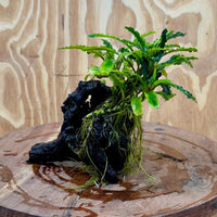 Scapeshop.com.au One Only Bucephalandra on Medium Driftwood - ONE ONLY - Jungle Buy Bucephalandra on Medium Driftwood - ONE ONLY - Scapeshop Australia