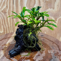 Scapeshop.com.au One Only Bucephalandra on Medium Driftwood - ONE ONLY - Jungle Buy Bucephalandra on Medium Driftwood - ONE ONLY - Scapeshop Australia