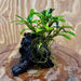 Scapeshop.com.au One Only Bucephalandra on Medium Driftwood - ONE ONLY - Jungle Buy Bucephalandra on Medium Driftwood - ONE ONLY - Scapeshop Australia