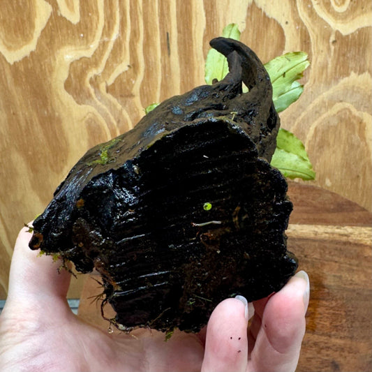 Scapeshop.com.au One Only Bucephalandra on Medium Driftwood - ONE ONLY - Jungle Buy Bucephalandra on Medium Driftwood - ONE ONLY - Scapeshop Australia