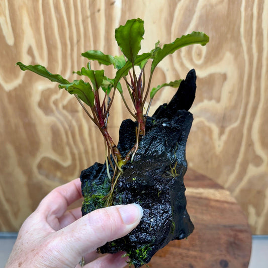 Scapeshop.com.au One Only Bucephalandra on Medium Driftwood - ONE ONLY - Jungle Buy Bucephalandra on Medium Driftwood - ONE ONLY - Scapeshop Australia