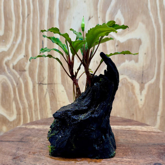Scapeshop.com.au One Only Bucephalandra on Medium Driftwood - ONE ONLY - Jungle Buy Bucephalandra on Medium Driftwood - ONE ONLY - Scapeshop Australia
