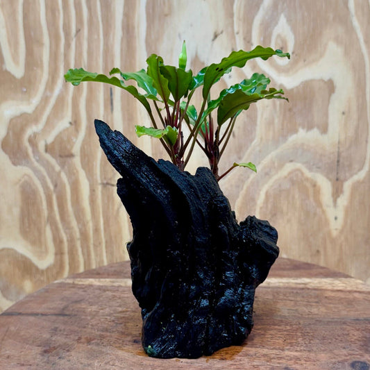 Scapeshop.com.au One Only Bucephalandra on Medium Driftwood - ONE ONLY - Jungle Buy Bucephalandra on Medium Driftwood - ONE ONLY - Scapeshop Australia