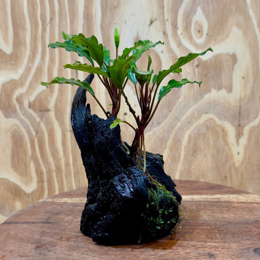 Scapeshop.com.au One Only Bucephalandra on Medium Driftwood - ONE ONLY - Jungle Buy Bucephalandra on Medium Driftwood - ONE ONLY - Scapeshop Australia