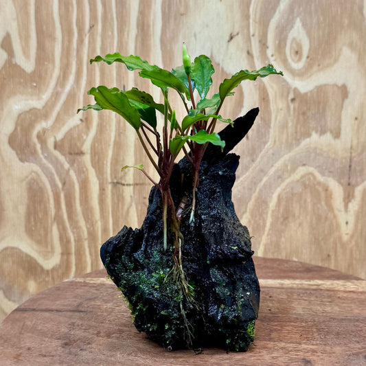 Scapeshop.com.au One Only Bucephalandra on Medium Driftwood - ONE ONLY - Jungle Buy Bucephalandra on Medium Driftwood - ONE ONLY - Scapeshop Australia