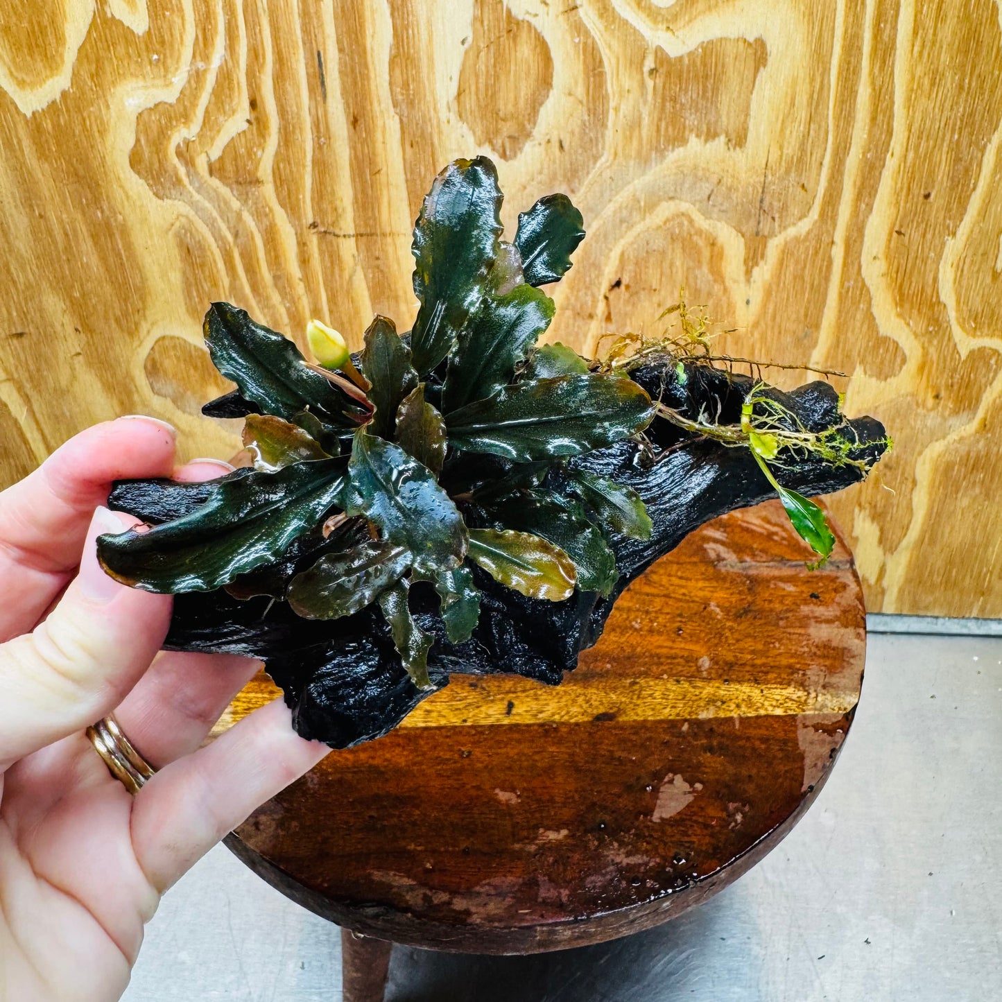 Scapeshop.com.au One Only Bucephalandra on Medium Driftwood - ONE ONLY - Jungle Buy Bucephalandra on Medium Driftwood - ONE ONLY - Scapeshop Australia