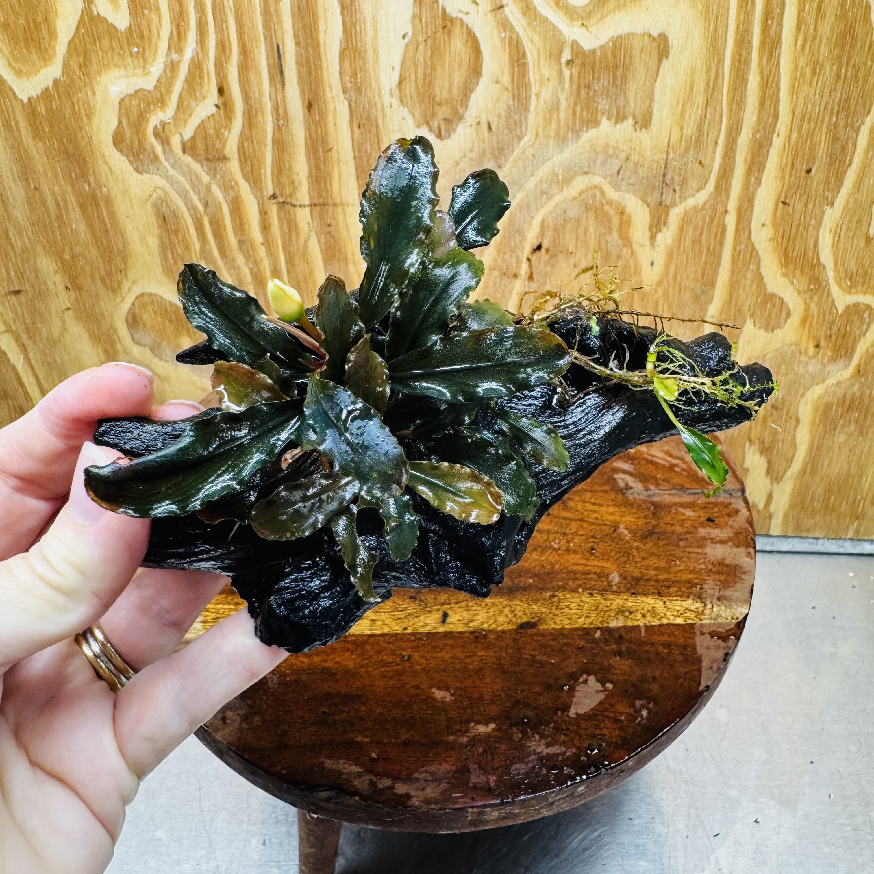 Scapeshop.com.au One Only Bucephalandra on Medium Driftwood - ONE ONLY - Jungle Buy Bucephalandra on Medium Driftwood - ONE ONLY - Scapeshop Australia