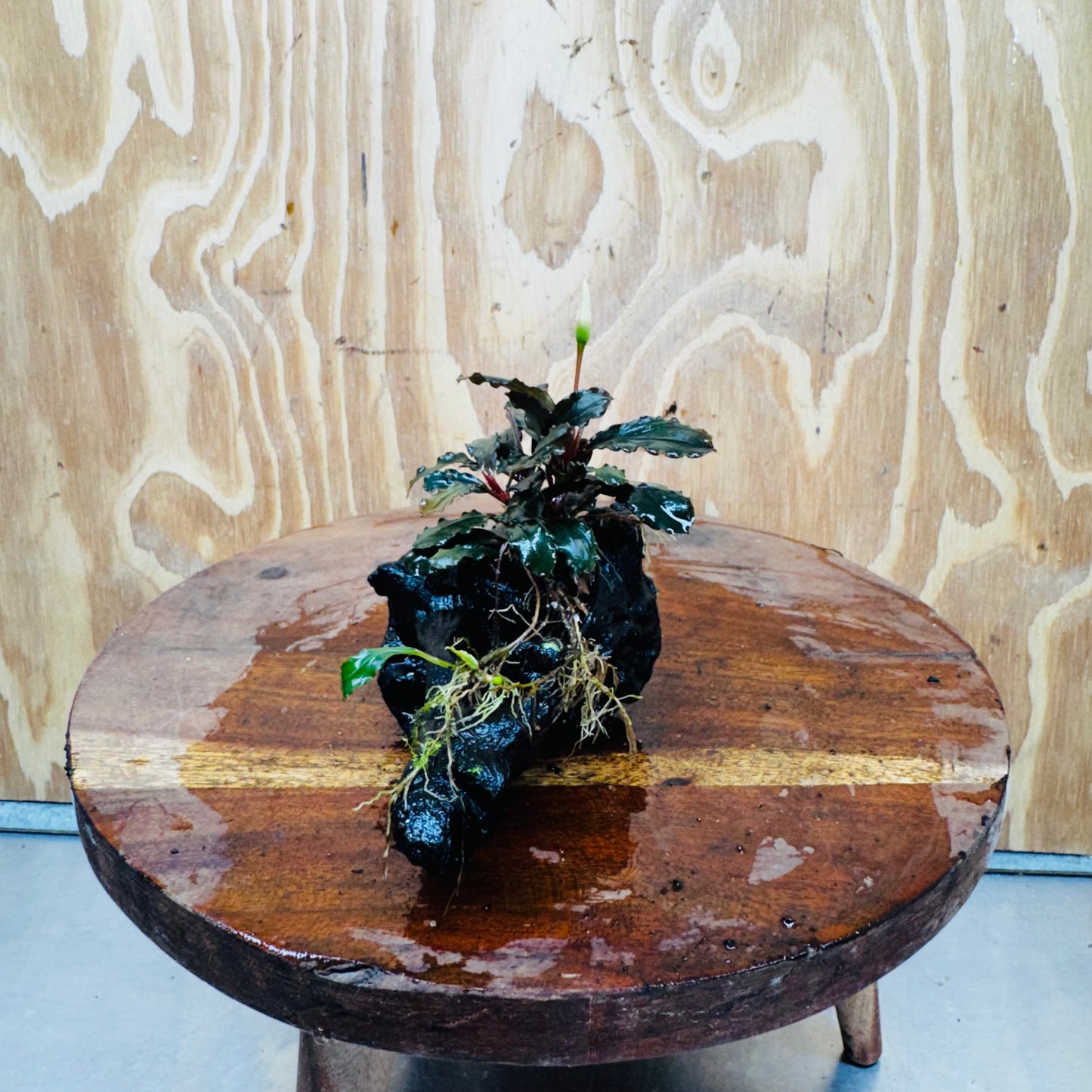 Scapeshop.com.au One Only Bucephalandra on Medium Driftwood - ONE ONLY - Jungle Buy Bucephalandra on Medium Driftwood - ONE ONLY - Scapeshop Australia