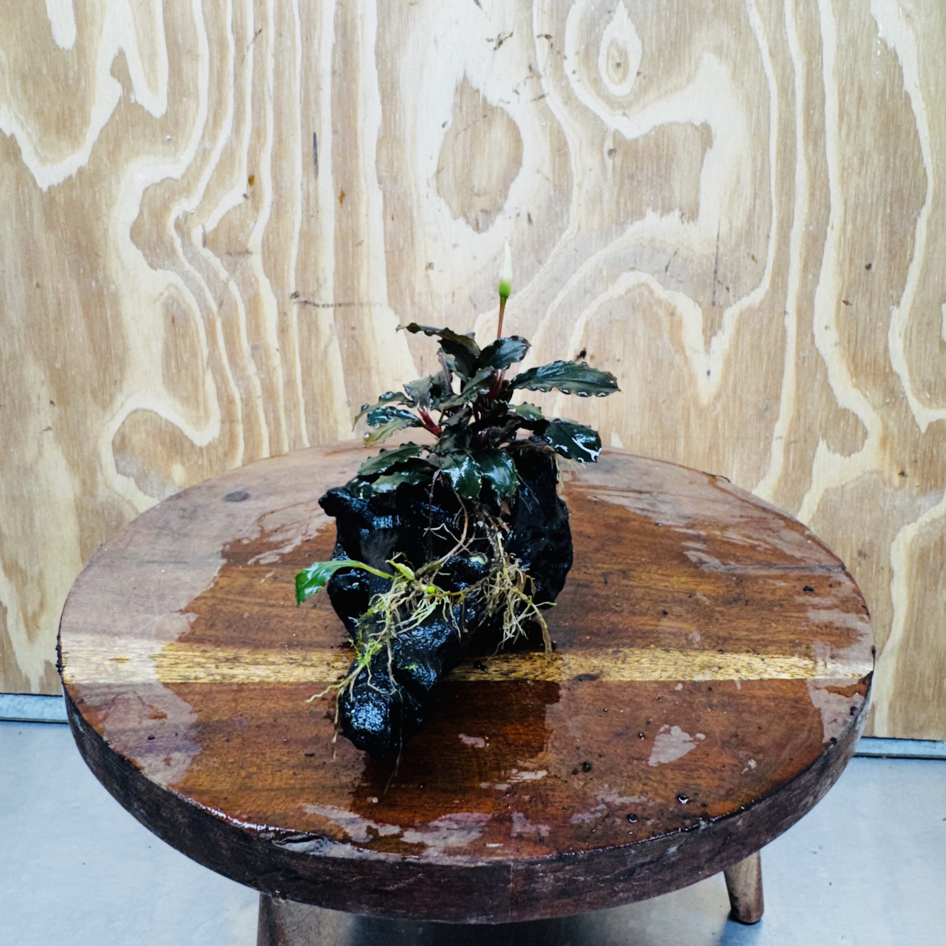 Scapeshop.com.au One Only Bucephalandra on Medium Driftwood - ONE ONLY - Jungle Buy Bucephalandra on Medium Driftwood - ONE ONLY - Scapeshop Australia
