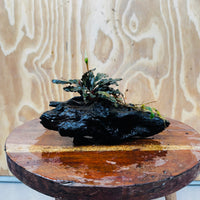 Scapeshop.com.au One Only Bucephalandra on Medium Driftwood - ONE ONLY - Jungle Buy Bucephalandra on Medium Driftwood - ONE ONLY - Scapeshop Australia
