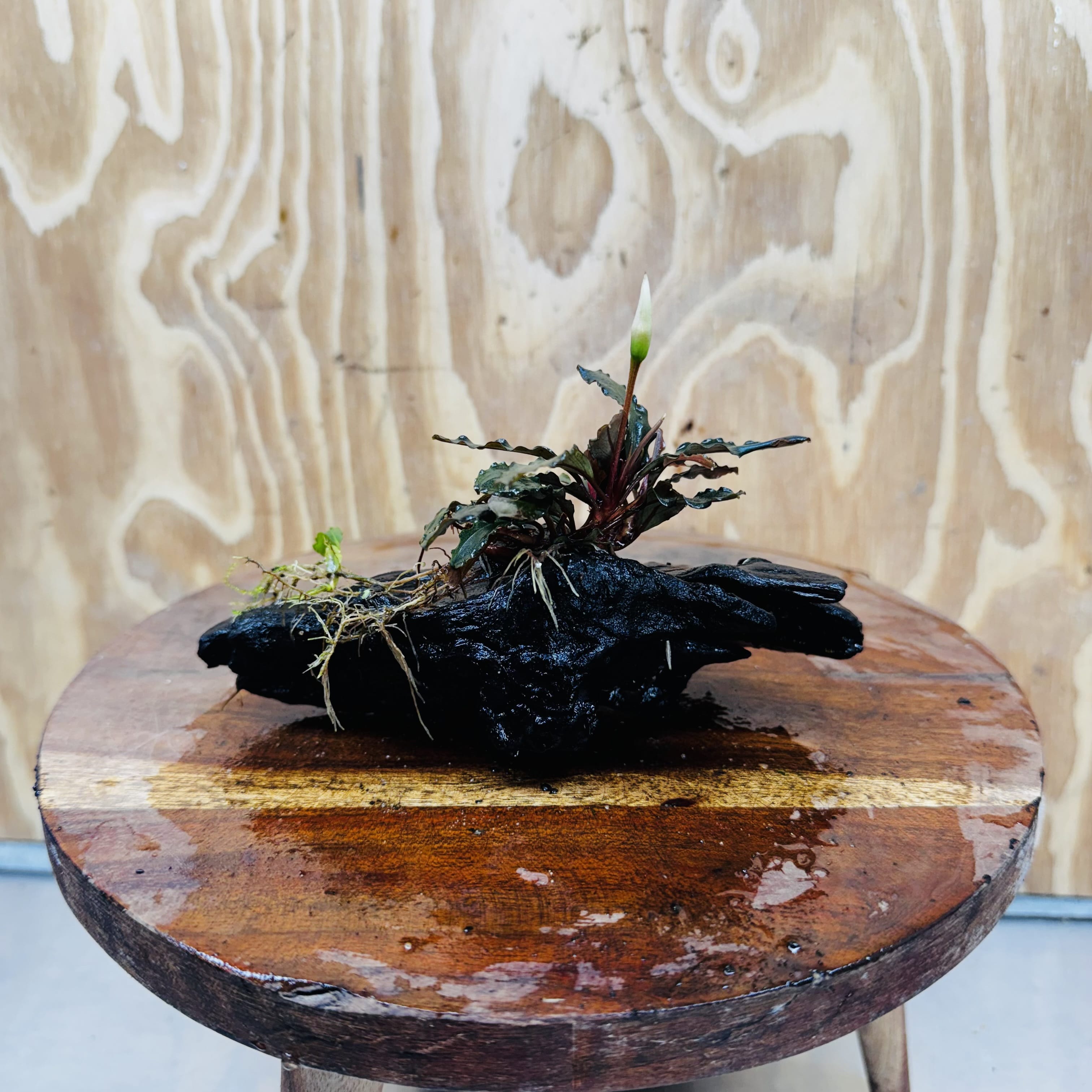 Scapeshop.com.au One Only Bucephalandra on Medium Driftwood - ONE ONLY - Jungle Buy Bucephalandra on Medium Driftwood - ONE ONLY - Scapeshop Australia