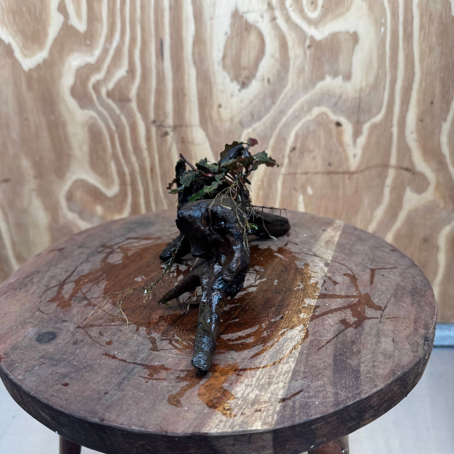 Scapeshop.com.au One Only Bucephalandra on Medium Driftwood - ONE ONLY - Jungle Buy Bucephalandra on Medium Driftwood - ONE ONLY - Scapeshop Australia