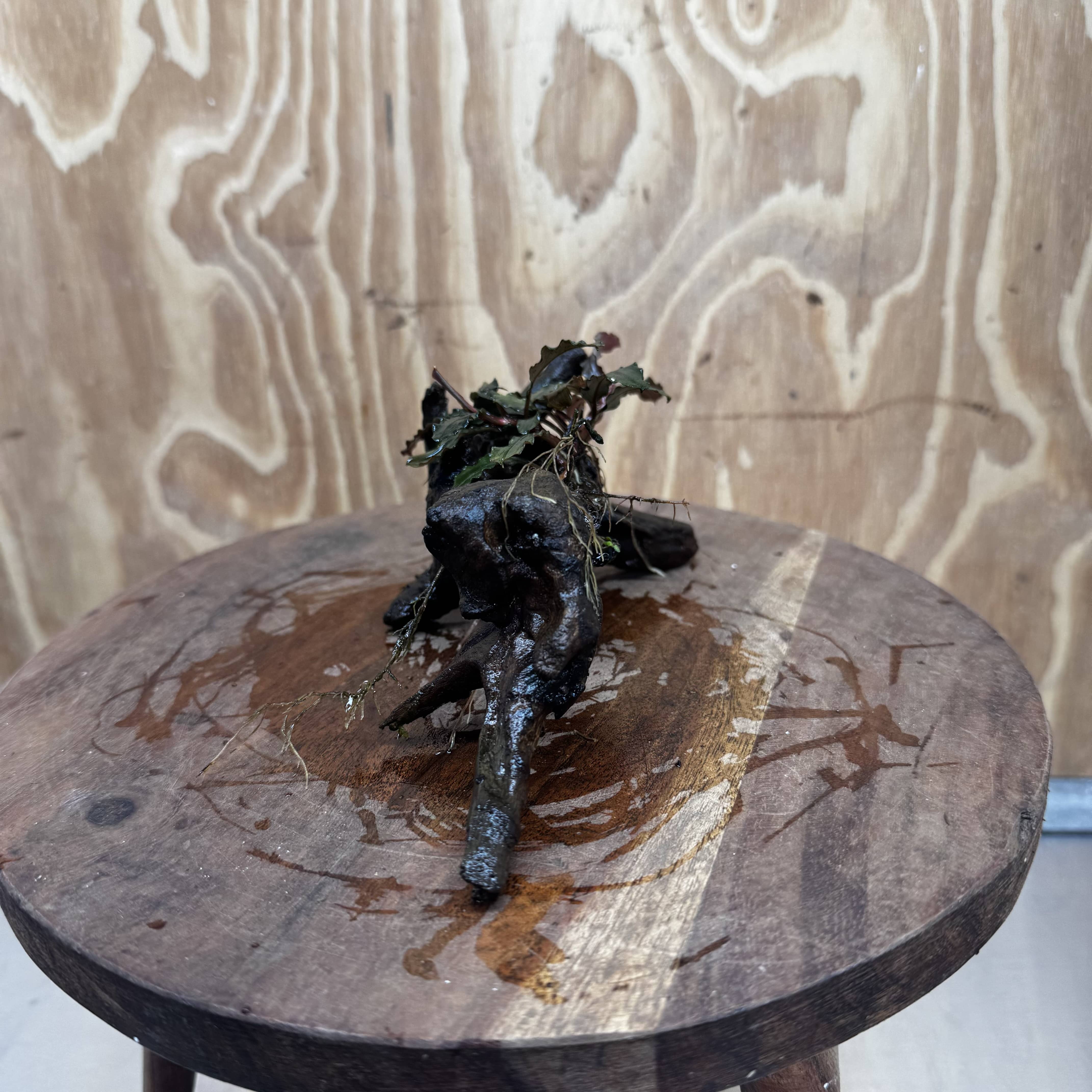 Scapeshop.com.au One Only Bucephalandra on Medium Driftwood - ONE ONLY - Jungle Buy Bucephalandra on Medium Driftwood - ONE ONLY - Scapeshop Australia