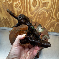 Scapeshop.com.au One Only Bucephalandra on Medium Driftwood - ONE ONLY - Jungle Buy Bucephalandra on Medium Driftwood - ONE ONLY - Scapeshop Australia