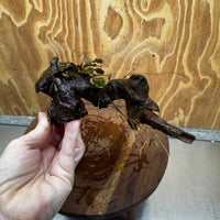 Scapeshop.com.au One Only Bucephalandra on Medium Driftwood - ONE ONLY - Jungle Buy Bucephalandra on Medium Driftwood - ONE ONLY - Scapeshop Australia