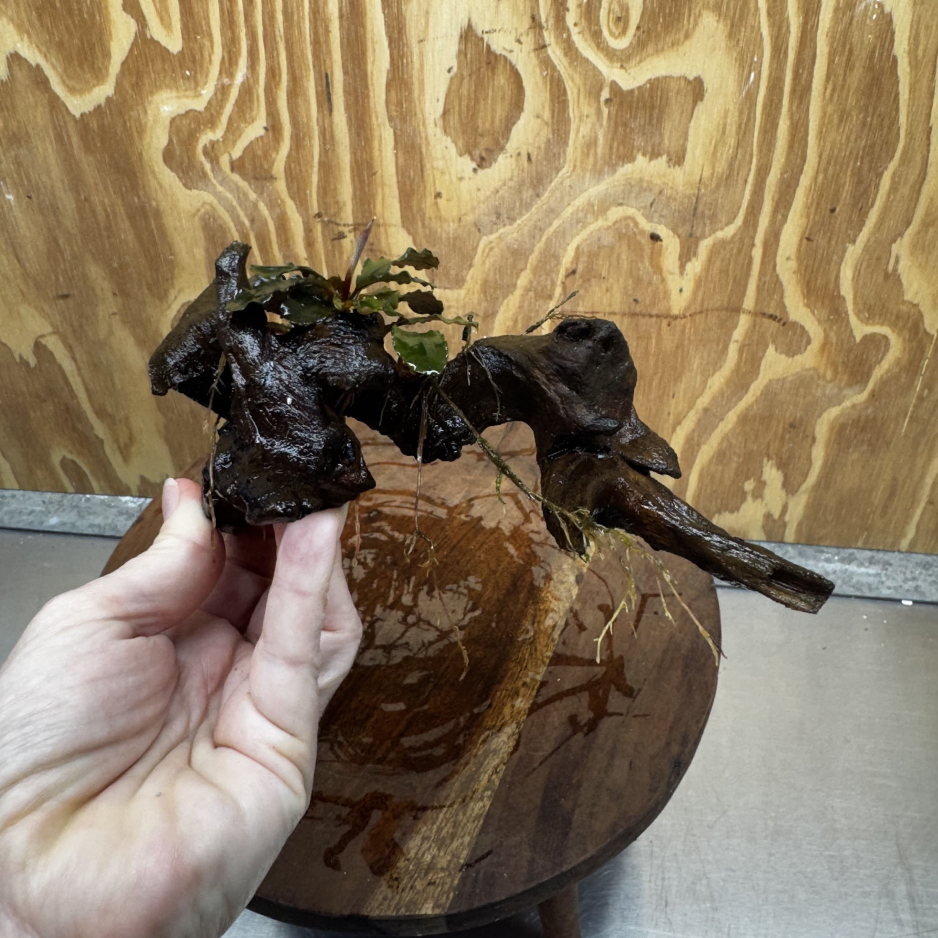 Scapeshop.com.au One Only Bucephalandra on Medium Driftwood - ONE ONLY - Jungle Buy Bucephalandra on Medium Driftwood - ONE ONLY - Scapeshop Australia