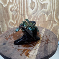 Scapeshop.com.au One Only Bucephalandra on Medium Driftwood - ONE ONLY - Jungle Buy Bucephalandra on Medium Driftwood - ONE ONLY - Scapeshop Australia