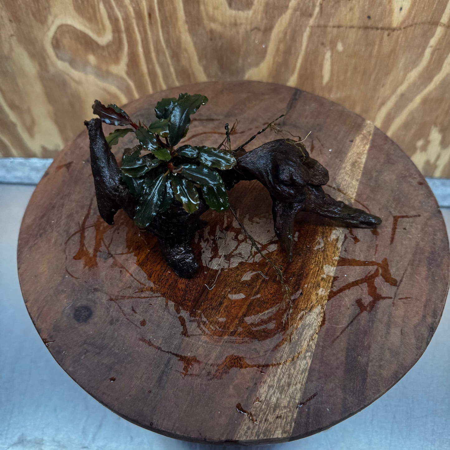 Scapeshop.com.au One Only Bucephalandra on Medium Driftwood - ONE ONLY - Jungle Buy Bucephalandra on Medium Driftwood - ONE ONLY - Scapeshop Australia