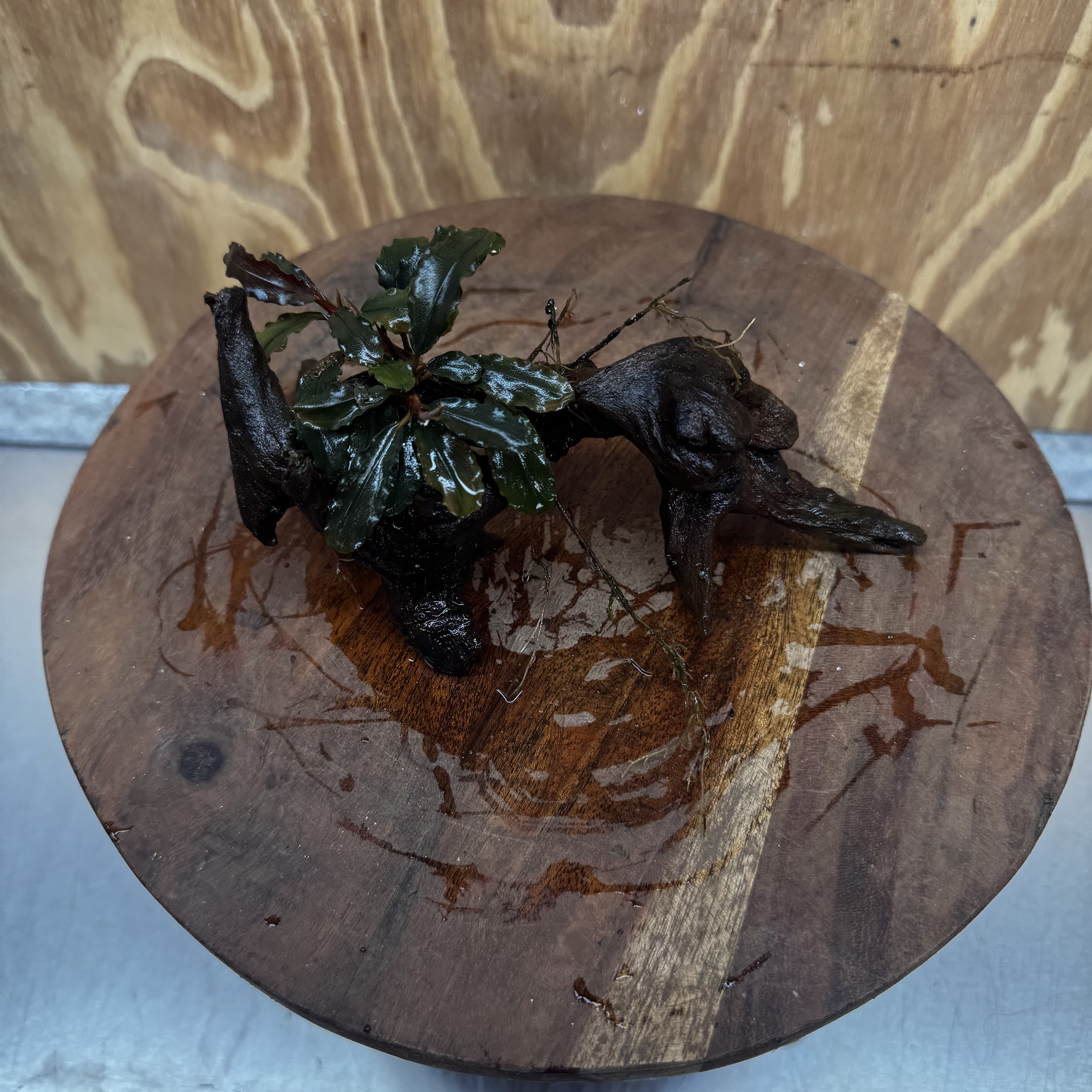 Scapeshop.com.au One Only Bucephalandra on Medium Driftwood - ONE ONLY - Jungle Buy Bucephalandra on Medium Driftwood - ONE ONLY - Scapeshop Australia