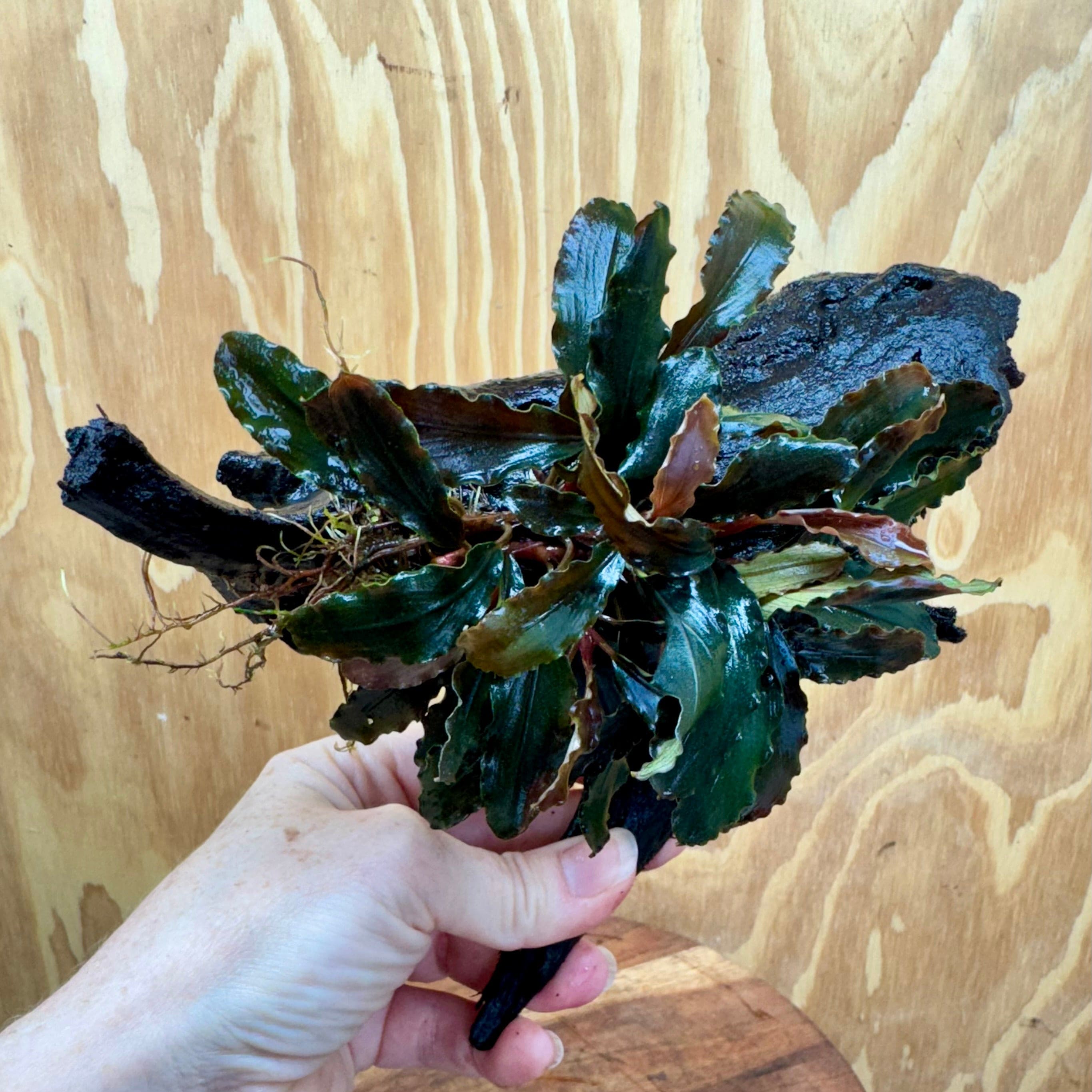 Scapeshop.com.au One Only Bucephalandra on Medium Driftwood - ONE ONLY - Tunnel Bucephalandra Driftwood - ONE ONLY - Scapeshop Australia