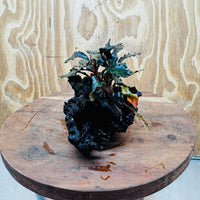Scapeshop.com.au One Only Bucephalandra on Medium-Large Driftwood - ONE ONLY - Fabulous Bucephalandra Driftwood - ONE ONLY - Scapeshop Australia