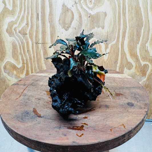 Scapeshop.com.au One Only Bucephalandra on Medium-Large Driftwood - ONE ONLY - Fabulous Bucephalandra Driftwood - ONE ONLY - Scapeshop Australia