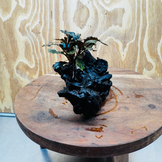 Scapeshop.com.au One Only Bucephalandra on Medium-Large Driftwood - ONE ONLY - Fabulous Bucephalandra Driftwood - ONE ONLY - Scapeshop Australia