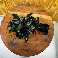Scapeshop.com.au One Only Bucephalandra on Medium-Large Driftwood - ONE ONLY - Fabulous Bucephalandra Driftwood - ONE ONLY - Scapeshop Australia
