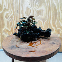 Scapeshop.com.au One Only Bucephalandra on Medium-Large Driftwood - ONE ONLY - Fabulous Bucephalandra Driftwood - ONE ONLY - Scapeshop Australia