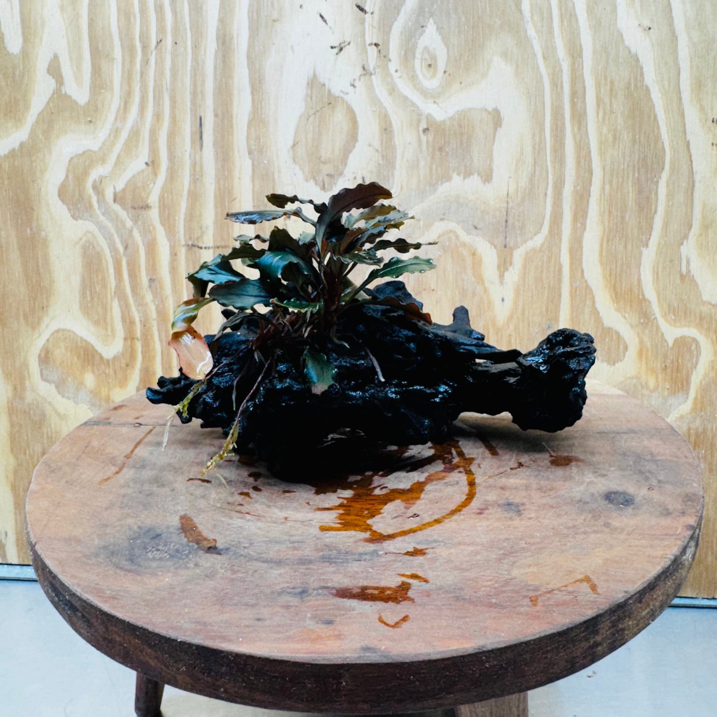 Scapeshop.com.au One Only Bucephalandra on Medium-Large Driftwood - ONE ONLY - Fabulous Bucephalandra Driftwood - ONE ONLY - Scapeshop Australia