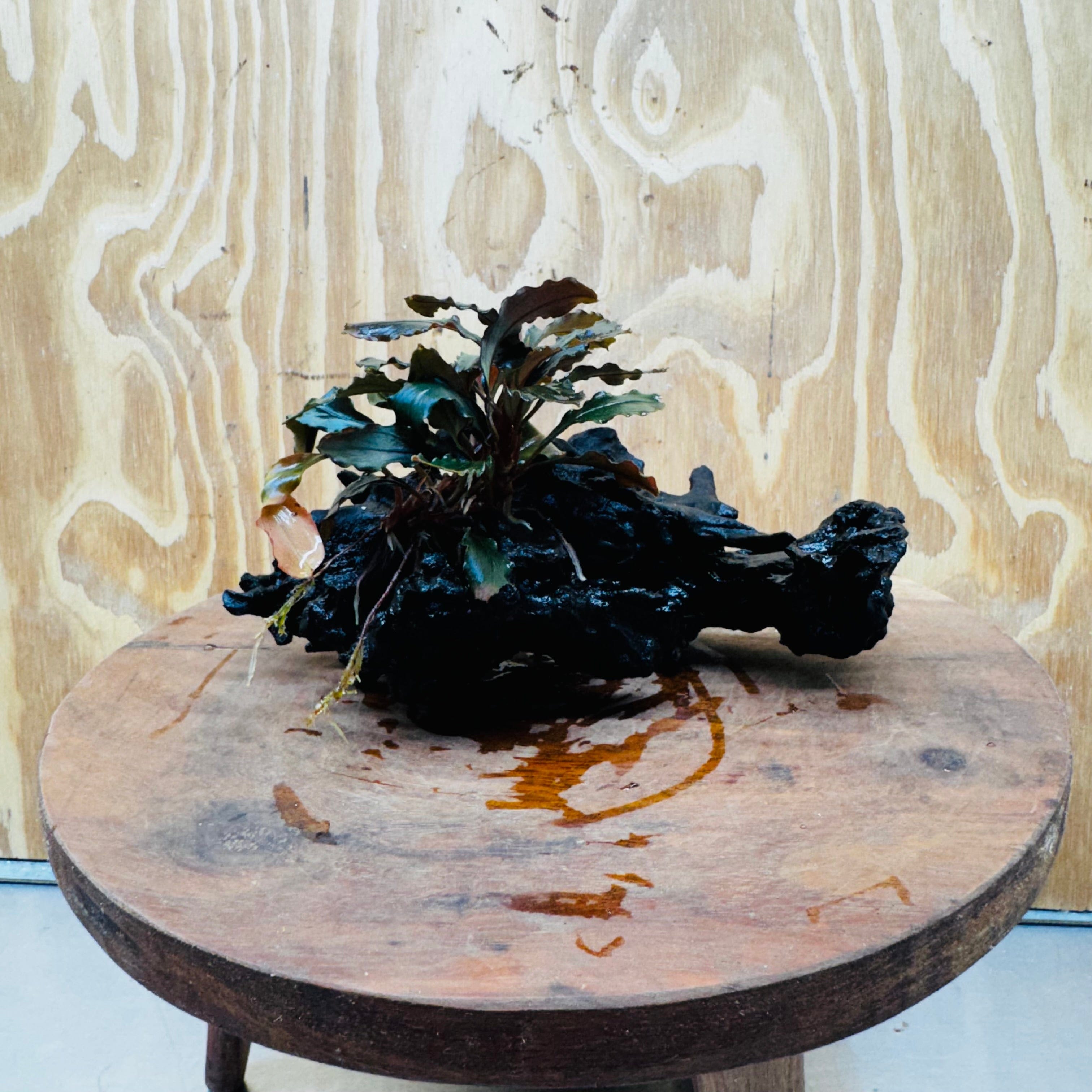 Scapeshop.com.au One Only Bucephalandra on Medium-Large Driftwood - ONE ONLY - Fabulous Bucephalandra Driftwood - ONE ONLY - Scapeshop Australia