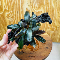 Scapeshop.com.au One Only Bucephalandra on Medium-Large Driftwood - ONE ONLY - Fabulous Bucephalandra Driftwood - ONE ONLY - Scapeshop Australia