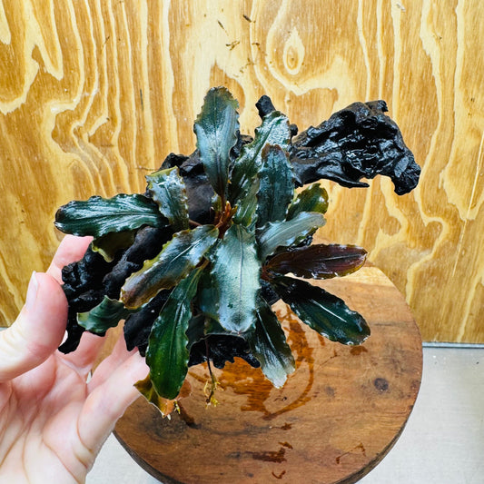 Scapeshop.com.au One Only Bucephalandra on Medium-Large Driftwood - ONE ONLY - Fabulous Bucephalandra Driftwood - ONE ONLY - Scapeshop Australia