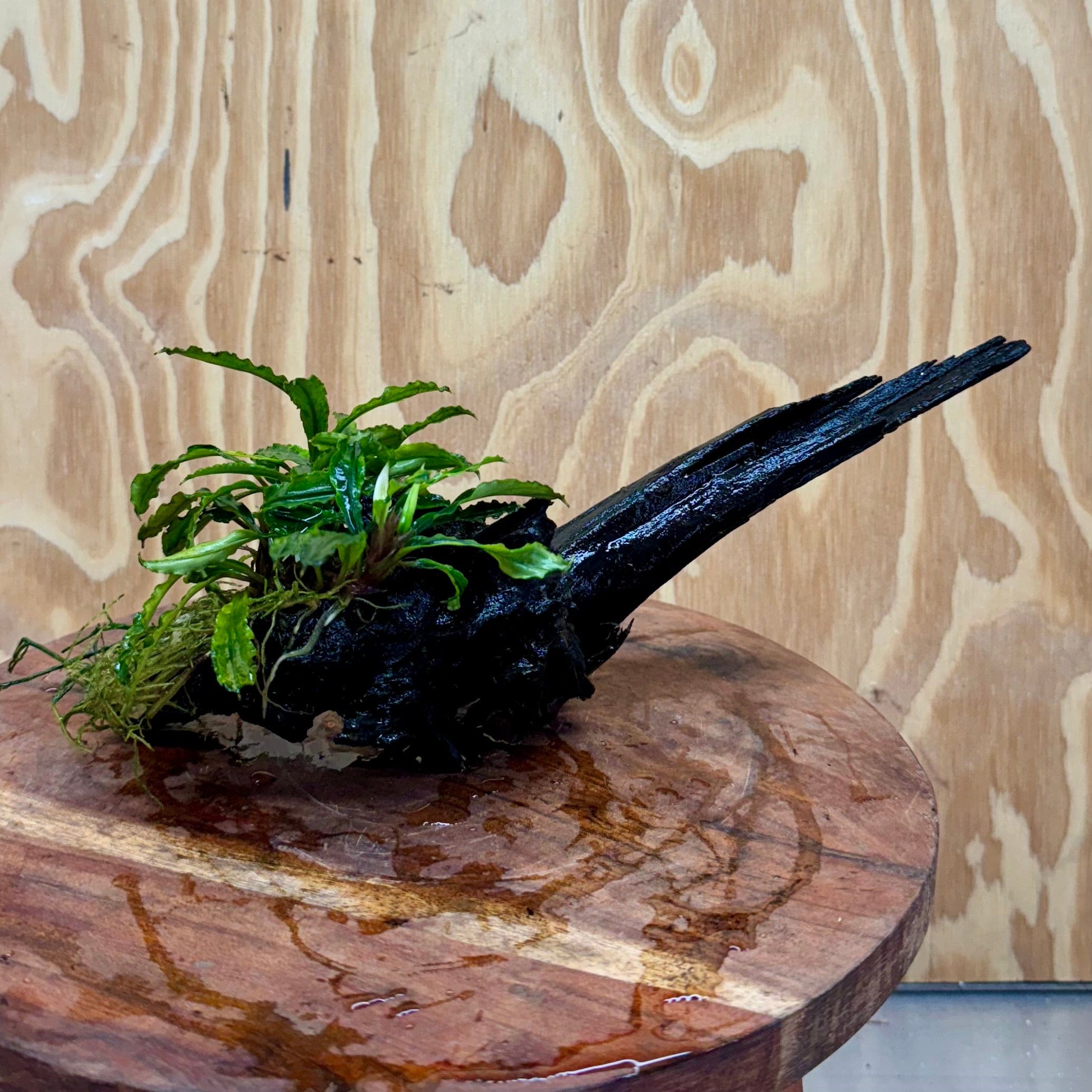 Scapeshop.com.au One Only Bucephalandra on Small Driftwood - ONE ONLY - Artistic Bucephalandra on Small Driftwood - ONE ONLY - Scapeshop Australia