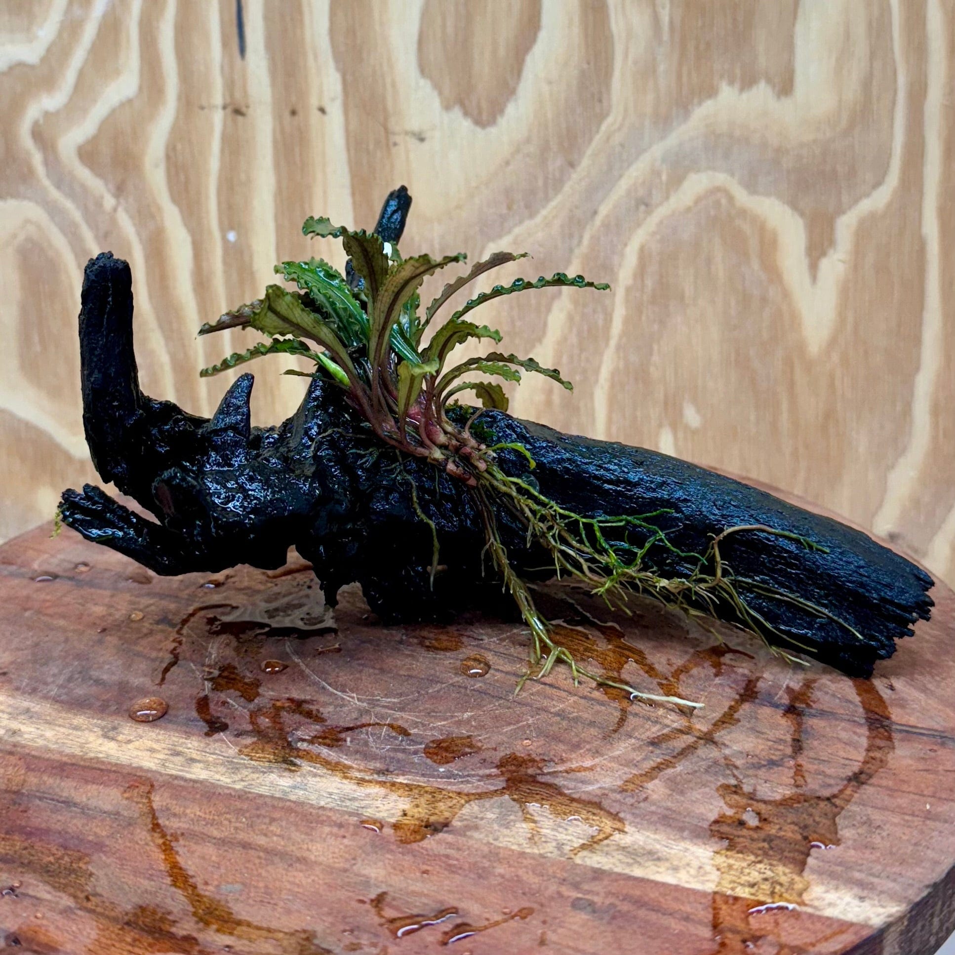 Scapeshop.com.au One Only Bucephalandra on Small Driftwood - ONE ONLY - Bold Bucephalandra on Small Driftwood - ONE ONLY - Scapeshop Australia