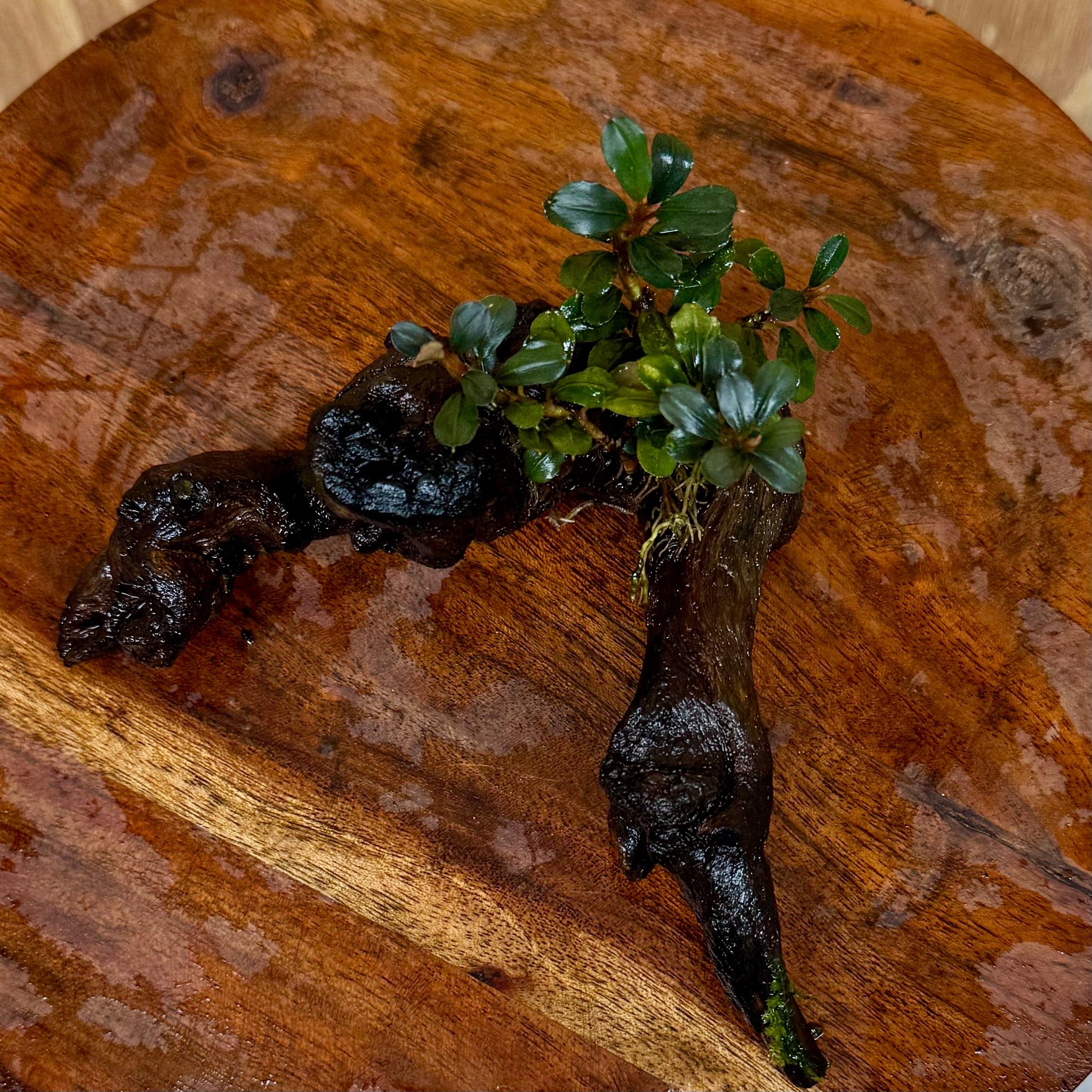 Scapeshop.com.au One Only Bucephalandra on Small Driftwood - ONE ONLY - Calm Bucephalandra on Small Driftwood - ONE ONLY - Scapeshop Australia