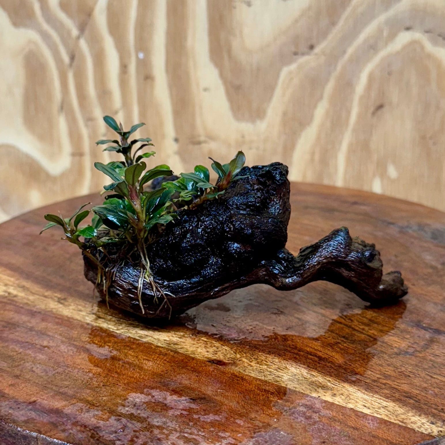 Scapeshop.com.au One Only Bucephalandra on Small Driftwood - ONE ONLY - Calm Bucephalandra on Small Driftwood - ONE ONLY - Scapeshop Australia