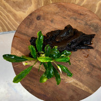 Scapeshop.com.au One Only Bucephalandra on Small Driftwood - ONE ONLY - Calm Bucephalandra on Small Driftwood - ONE ONLY - Scapeshop Australia
